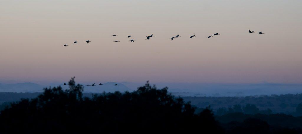 amaneces con grullas 