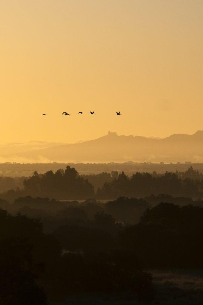 atardecer con grullas